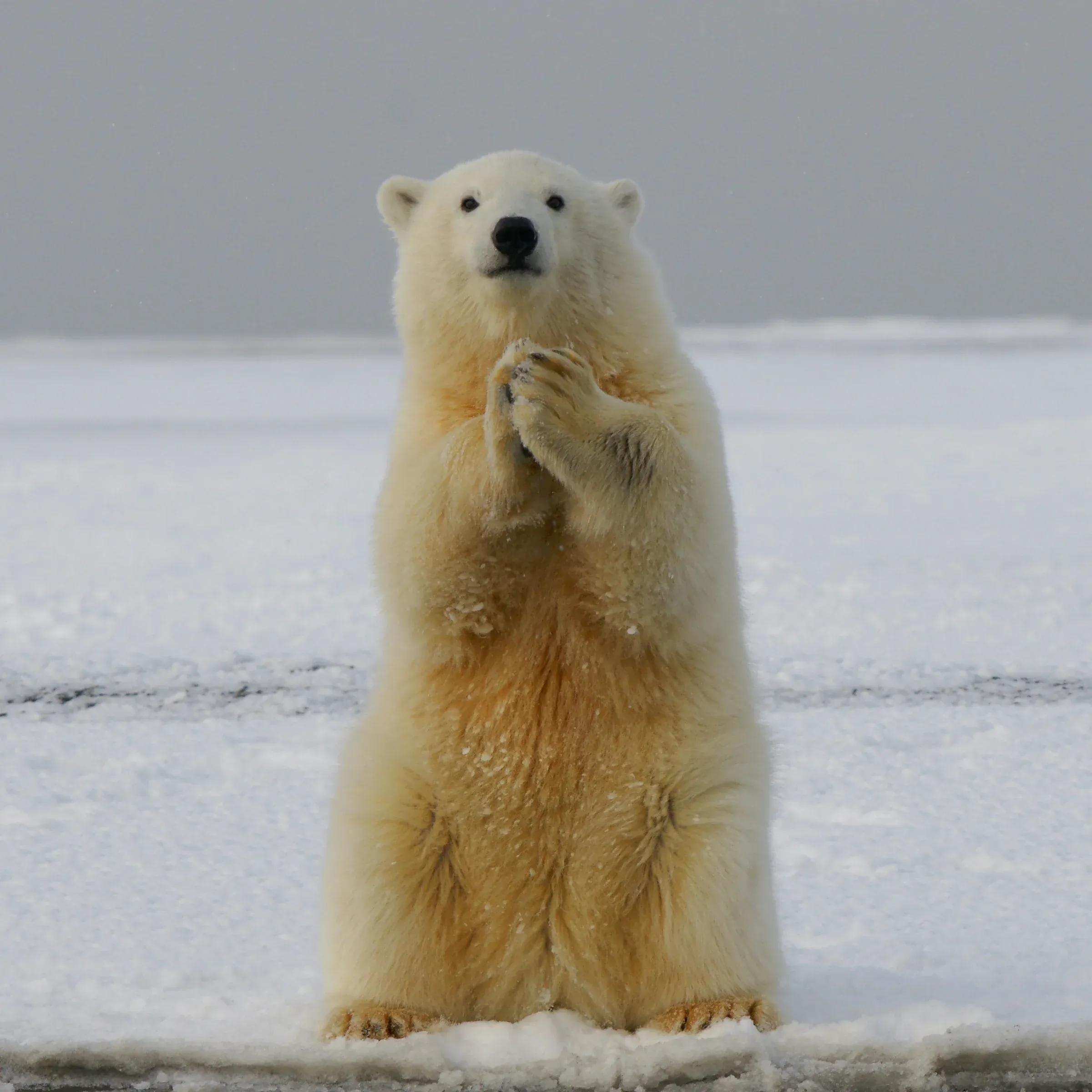 Friendly polar bear mascot representing Intellicare